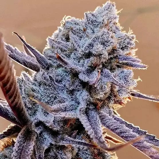 Lilac Diesel BX1