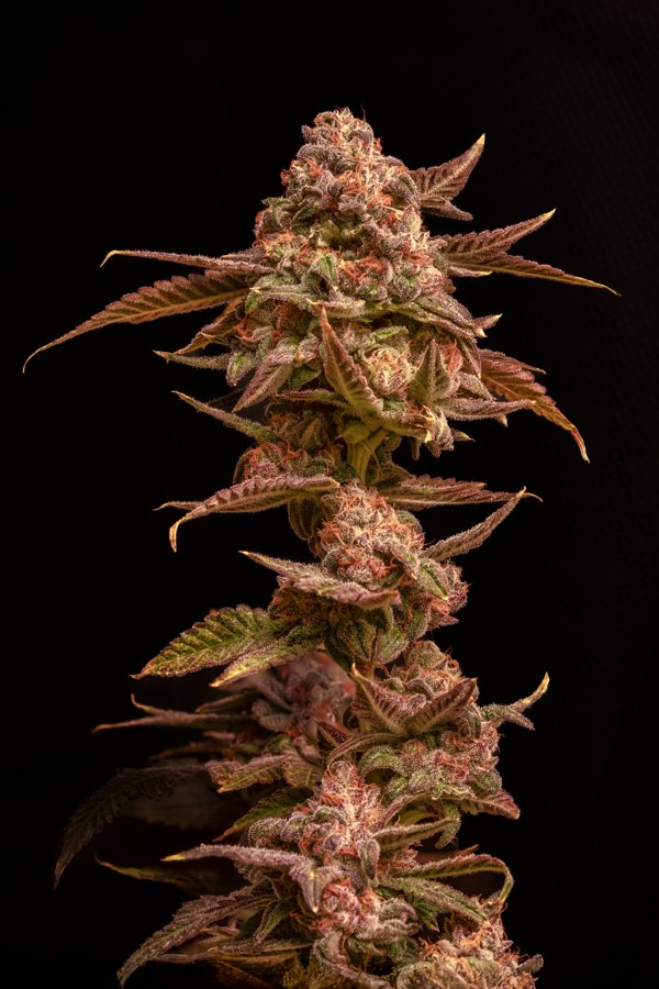 Pink Taco S1
