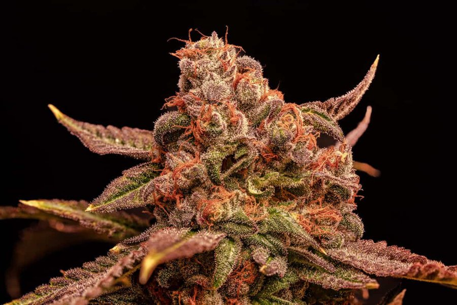 Pink Taco S1