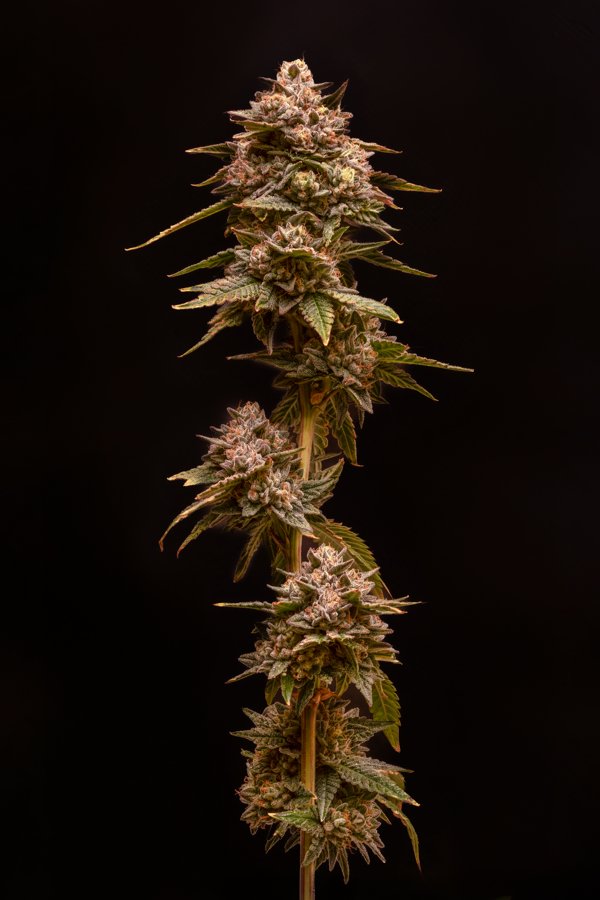 Super Sour Gushers S1