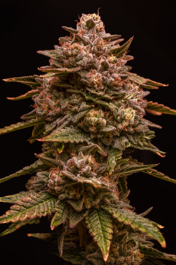 Super Sour Gushers S1